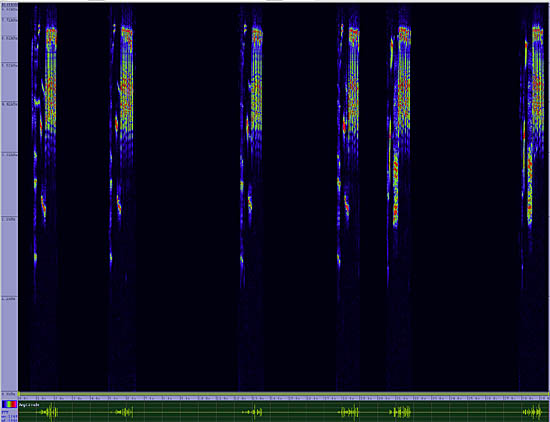 bird sonogram