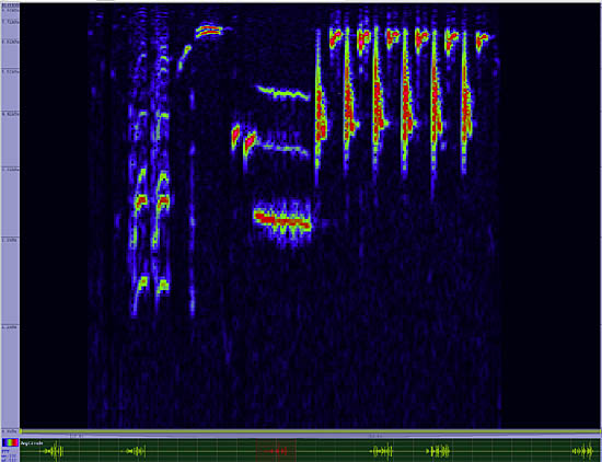 bird sonogram