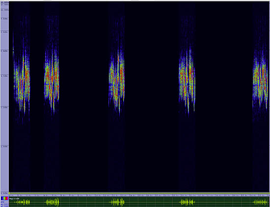 bird sonogram