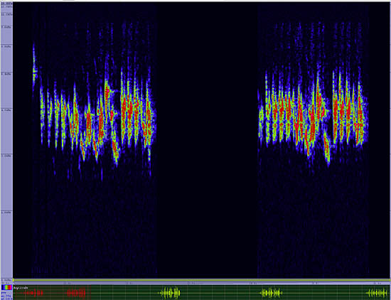 bird sonogram