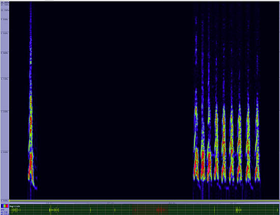 bird sonogram