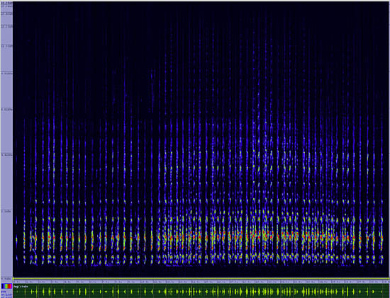 bird sonogram