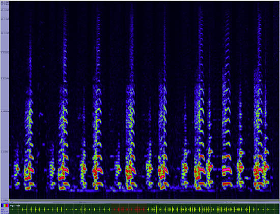 bird sonogram