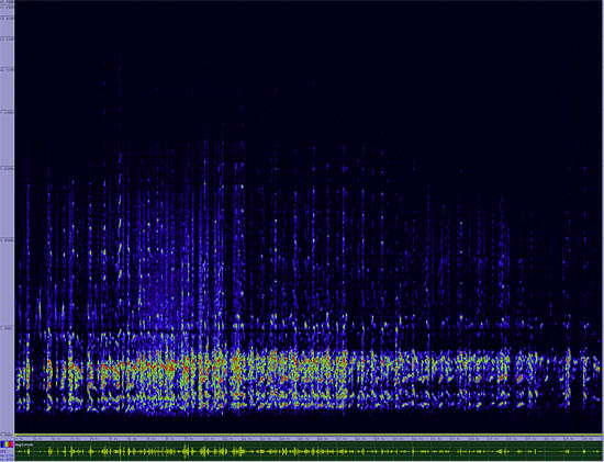 bird sonogram