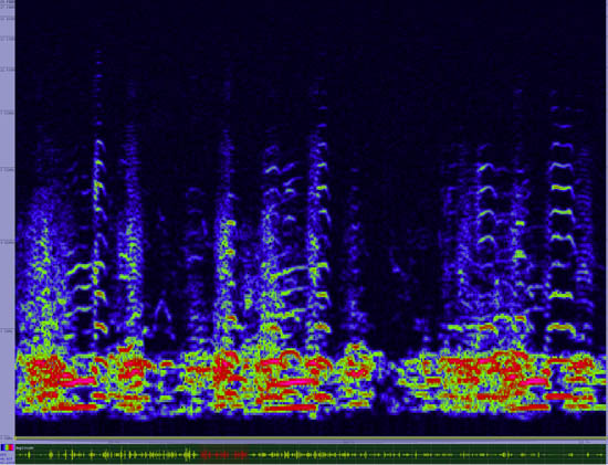 bird sonogram