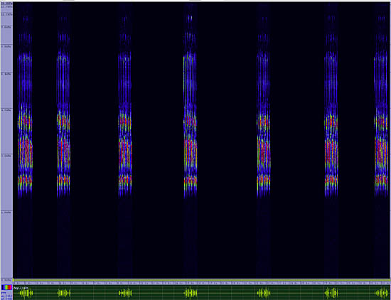 bird sonogram