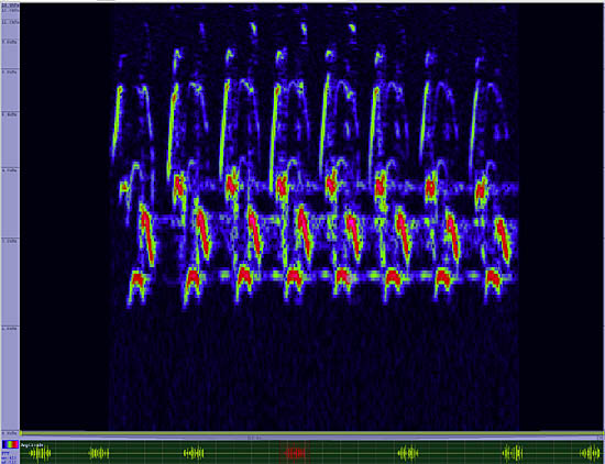 bird sonogram