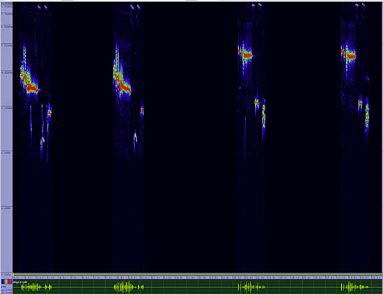 bird sonogram