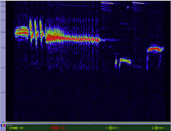 bird sonogram