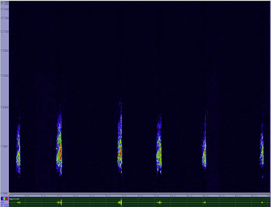 bird sonogram