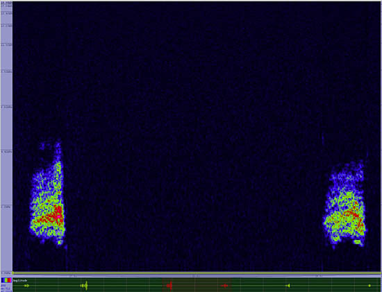 bird sonogram