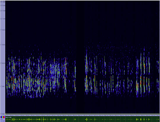 bird sonogram