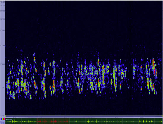 bird sonogram