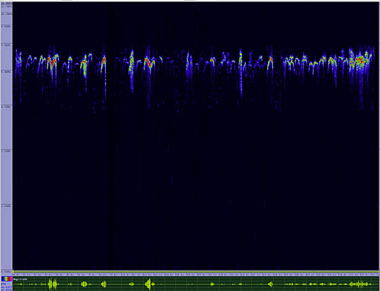 bird sonogram