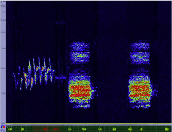 bird sonogram