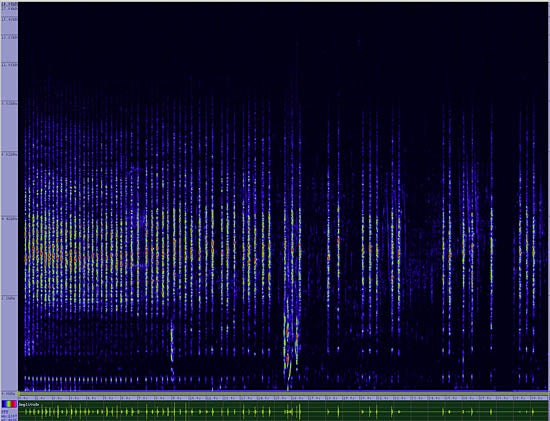 bird sonogram