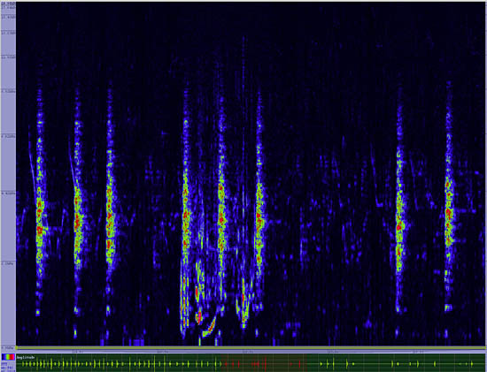 bird sonogram