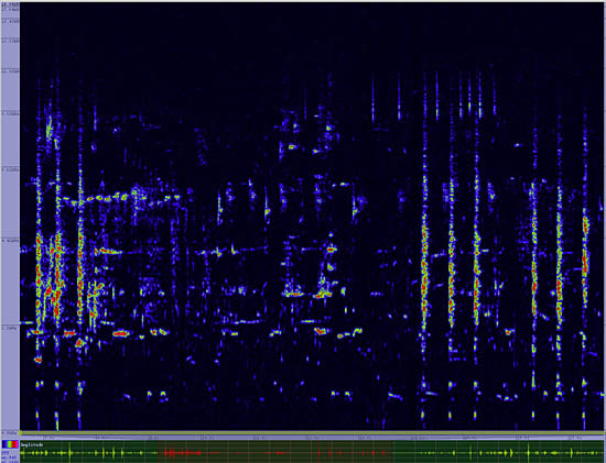 bird sonogram