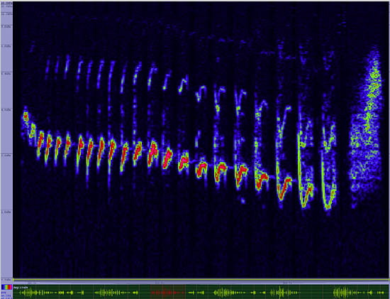 bird sonogram