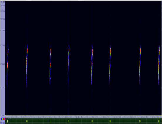 bird sonogram