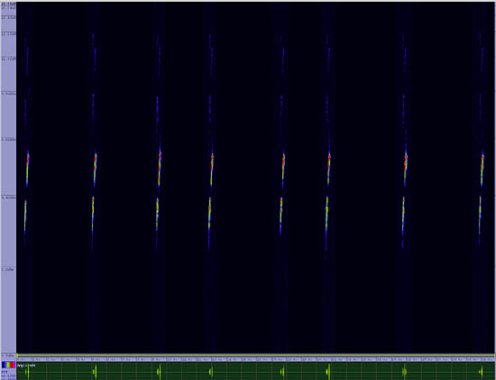 bird sonogram