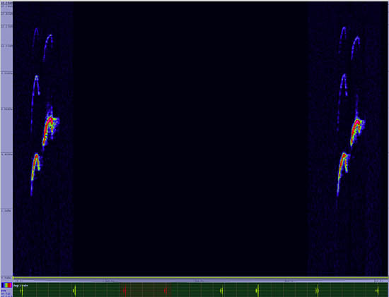 bird sonogram