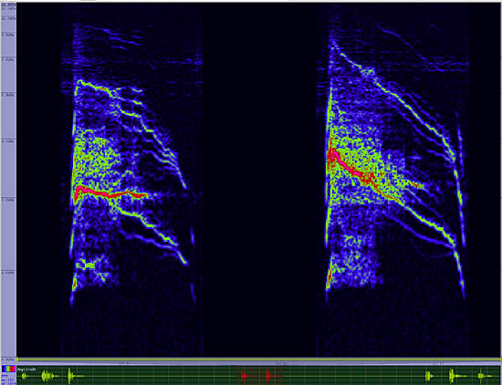 bird sonogram