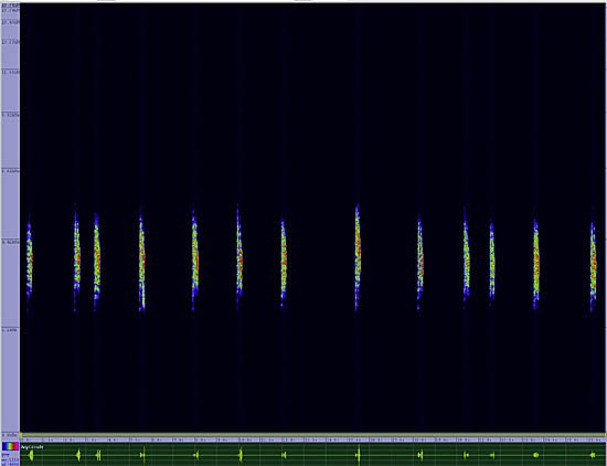 bird sonogram