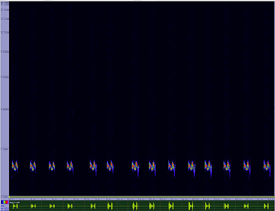 bird sonogram