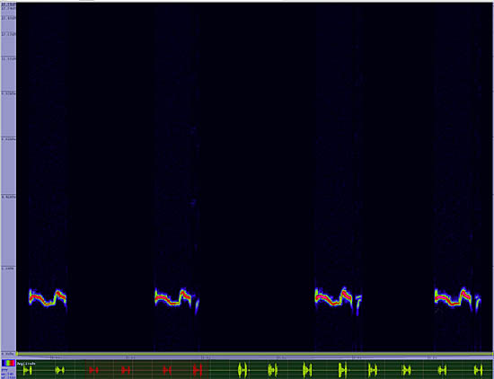 bird sonogram