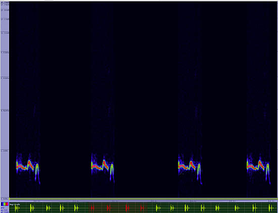 bird sonogram