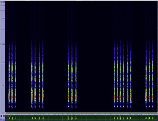 bird sonogram