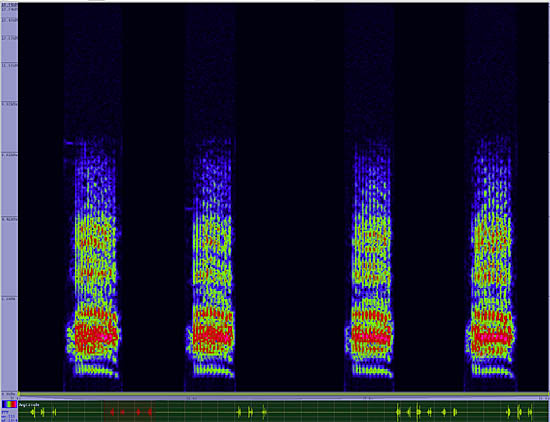 bird sonogram