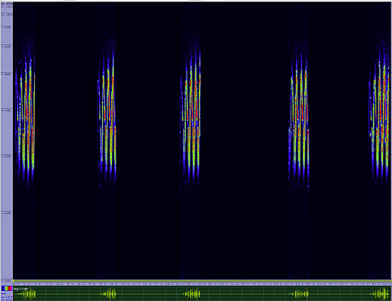 bird sonogram