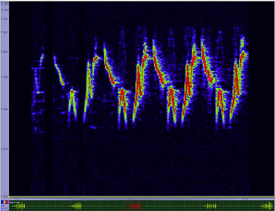 bird sonogram