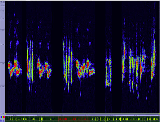 bird sonogram