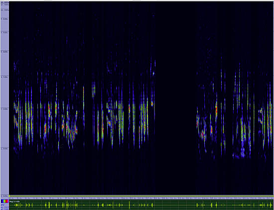 bird sonogram