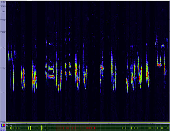 bird sonogram