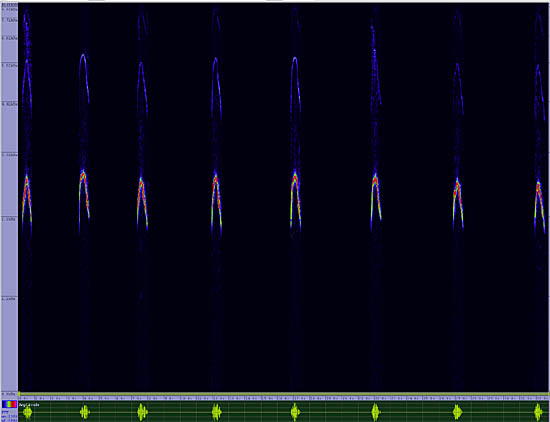 bird sonogram