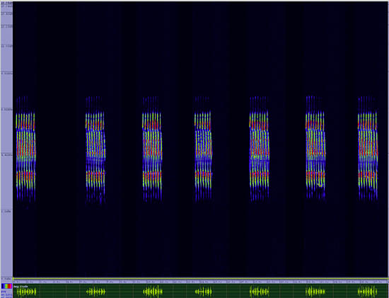 bird sonogram