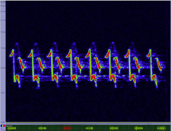 bird sonogram