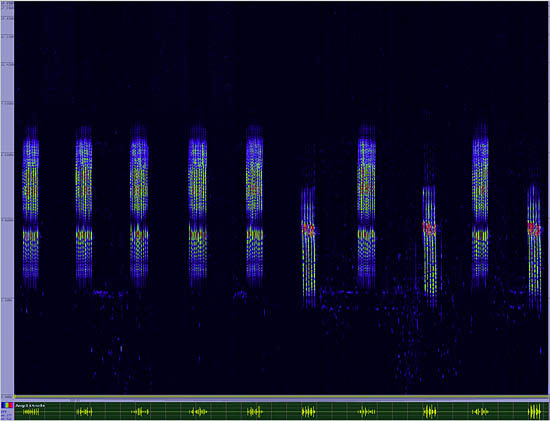 bird sonogram