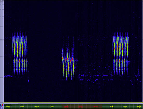 bird sonogram