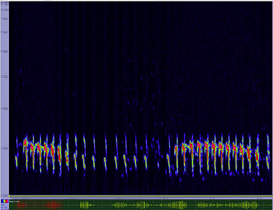 bird sonogram