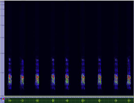 bird sonogram