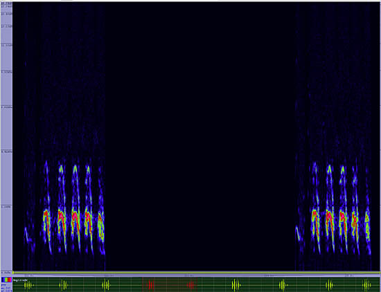 bird sonogram