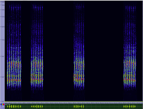 bird sonogram