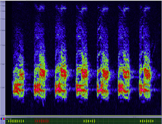 bird sonogram