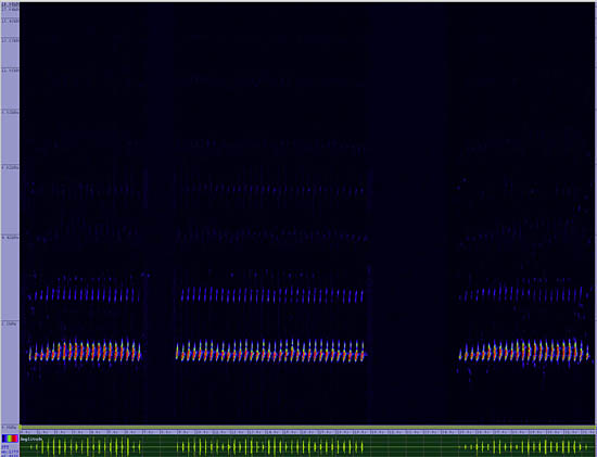 bird sonogram