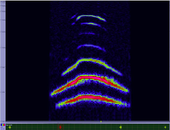 bird sonogram